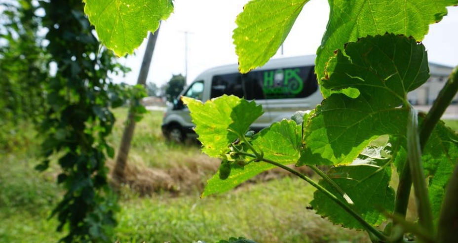 Looking through grape vines at the Hops Noggin van.